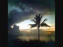 palm trees hurricane