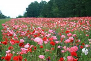Rose Pogonias, Robert Frost, A Boy's Will, 1913, Jon Sage, Jon Patrick Sage